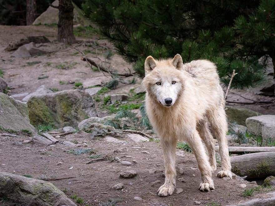 llop, animal, depredador, llops, naturalesa, parc natural, paquets d'animals, llop europeu, llop blanc, món animal, mamífer