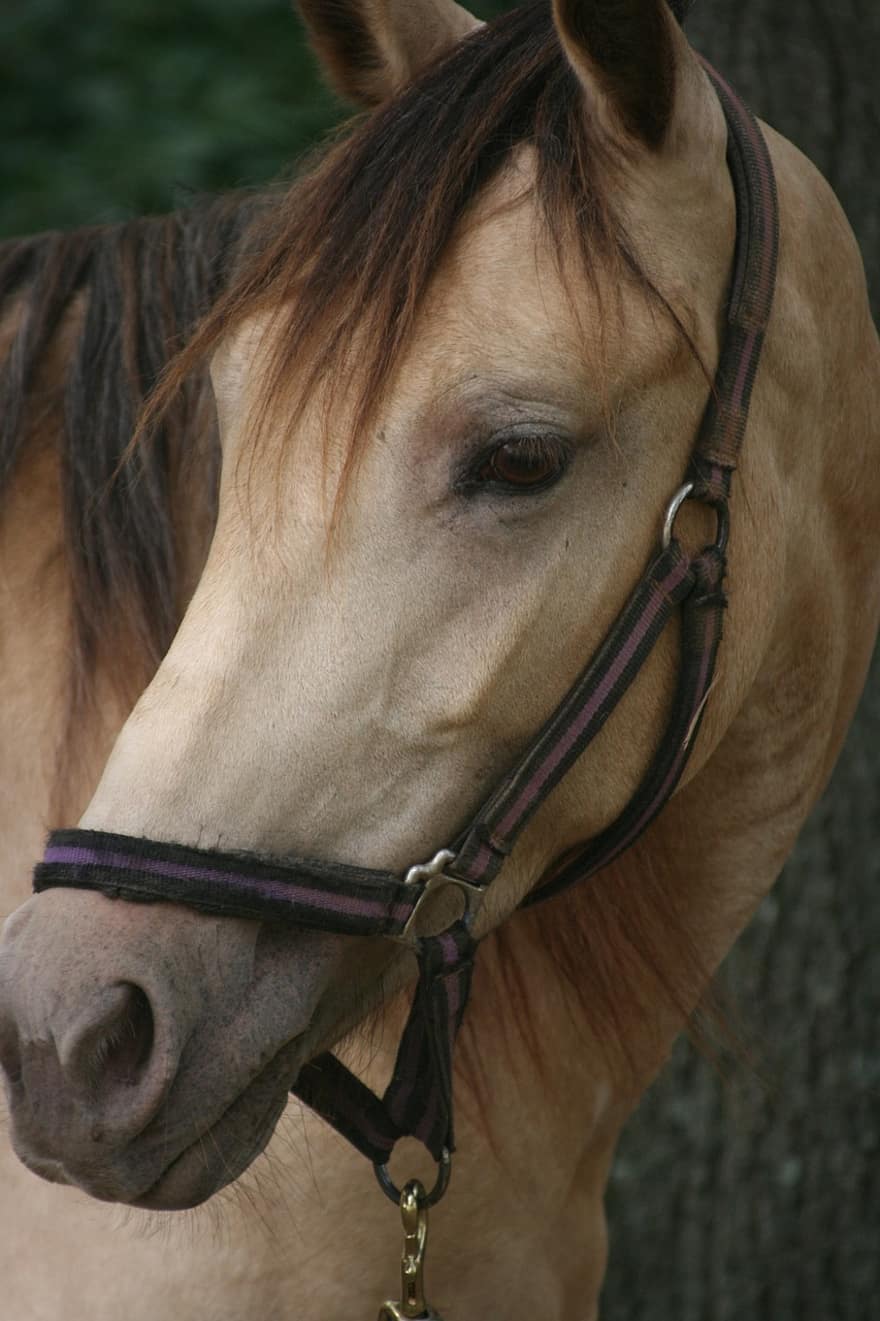 Pferd, Pferde-, Tier, Hengst, Säugetier, Bauernhof, Porträt, Stute, Haustier, Vollblut-, Mustang