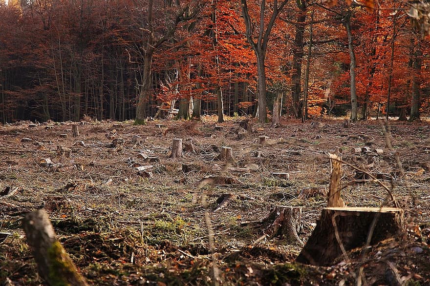 mežs, rudenī, izaršanu, waldsterben, raksturs, koki, ainavu, lapas, garastāvoklis, kritums zaļumiem, gaisma