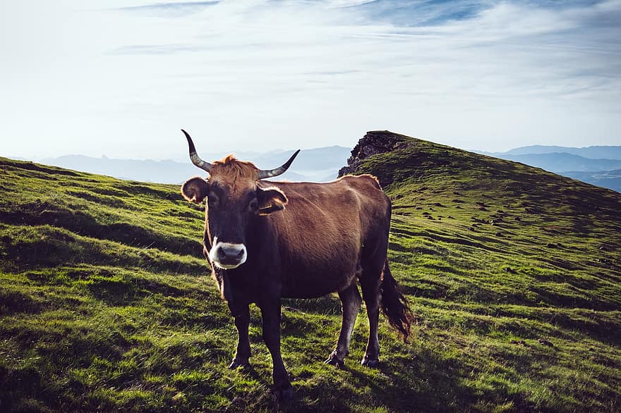 sapi, pertanian, ternak, termasuk keluarga sapi, pedesaan, alam