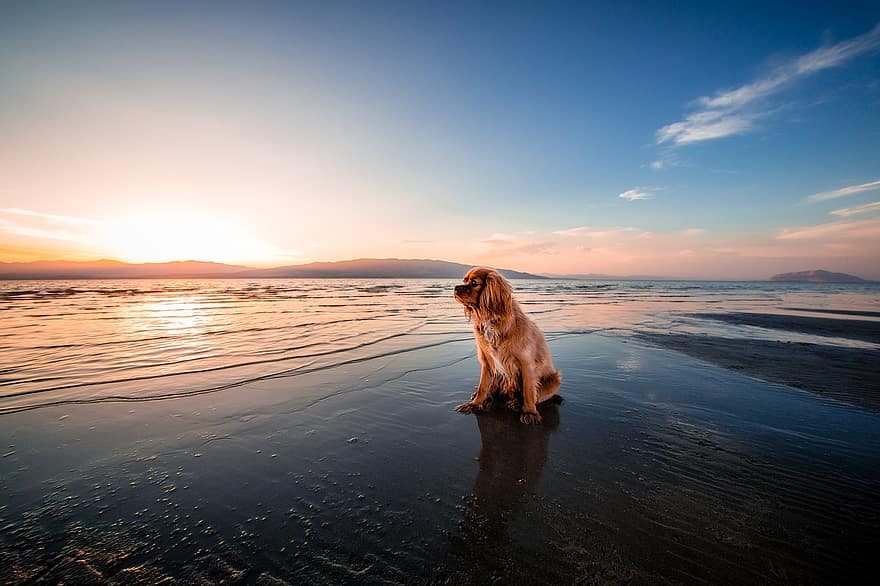 playa, amanecer, perro, oscuridad, piel, peludo, paisaje, naturaleza, Oceano, reflexión, arena