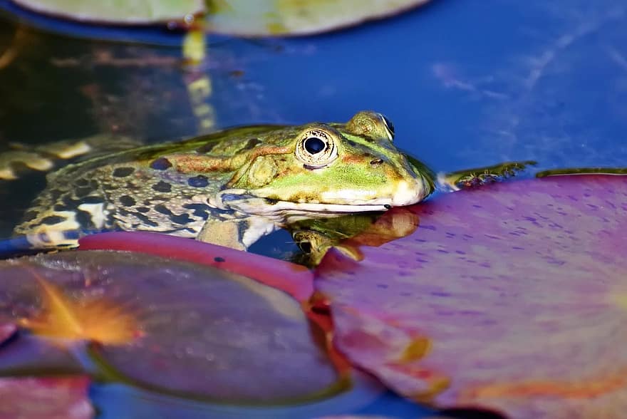 frog, toad, amphibians, animal, creature, lily pad, water creature, pond