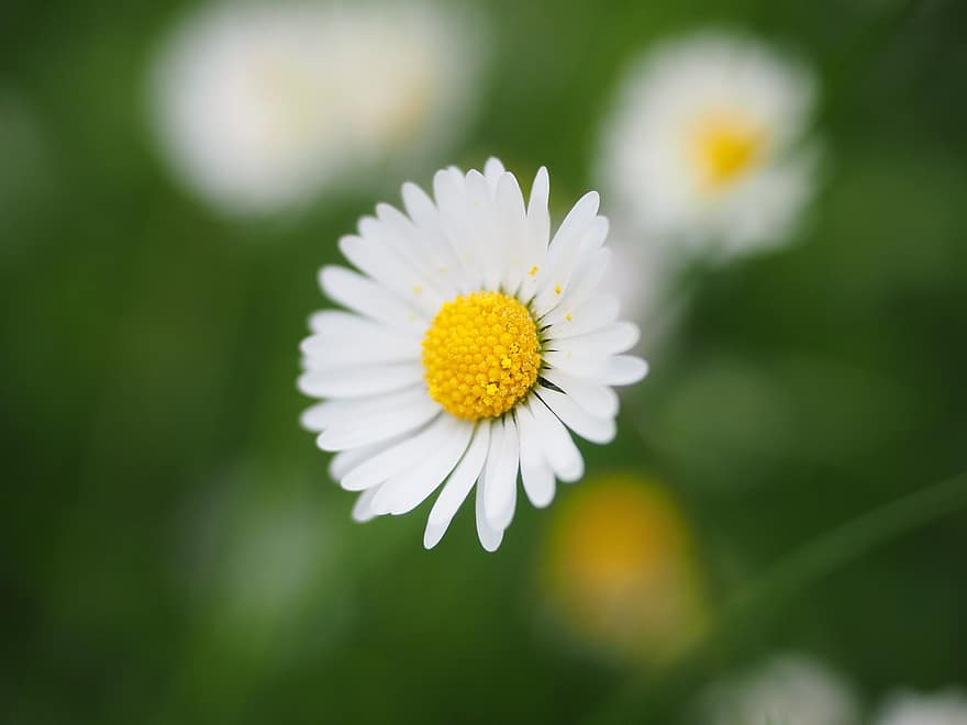 margarida, flor, Flor, branco, filosofia de bellis, margarida multianual, tausendschön, monatsroeserl, m p, pequena margarida, compósitos