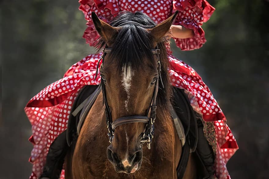 cavalo, exposição de cavalos, cabeça de cavalo, cavalgando, animal, fechar-se, equitação, papel de parede cavalo