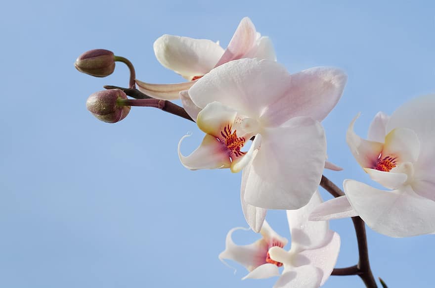 orquídies, flor, blanc, florir, tropical, flora, pètal, botànica, naturalesa, rosa, brot