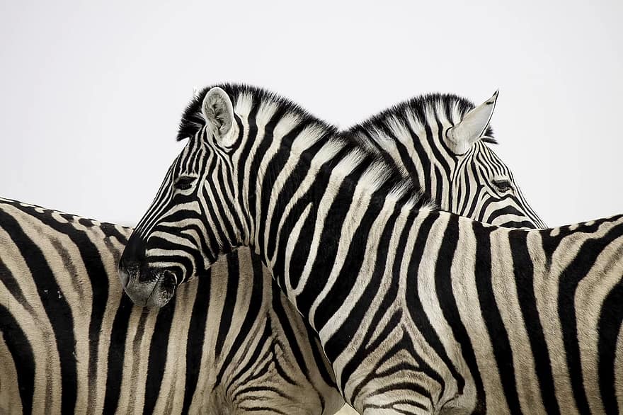 zebra, ratlles, parella, amor, animal, Àfrica, safari, blanc i negre, fons de pantalla hd, fons de pantalla d'amor, 4K fons de pantalla