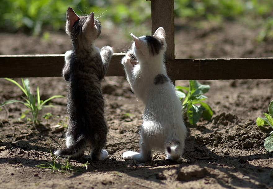 gatti, piccolo, giocoso, adorabile, addomesticato, gatto, curioso