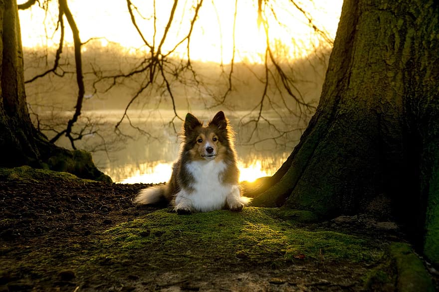 Sheltie, кучка, лежащ, залез, мъх