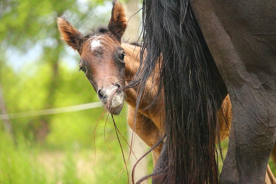 cavalo, potro, amamentar, puro-sangue árabe, molde marrom, rabo, égua, pasto, cabeça de cavalo