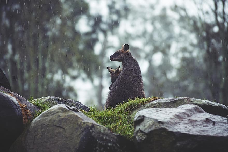 animales, canguros, Australia, naturaleza, al aire libre, lluvia, rocas, fauna silvestre