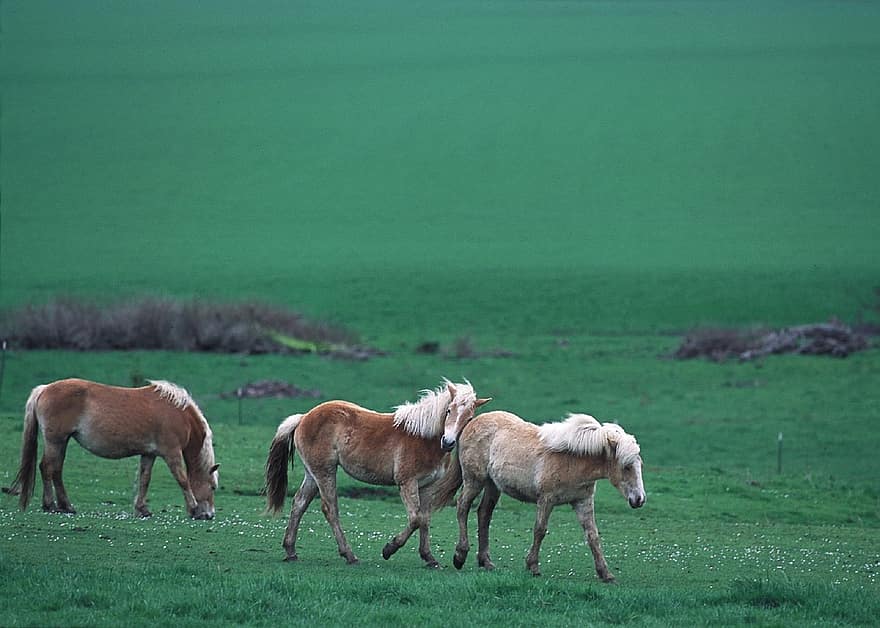 cavalls salvatges, salvatge, caminar, panorama, paisatge, rang, ramat, vida salvatge, animals