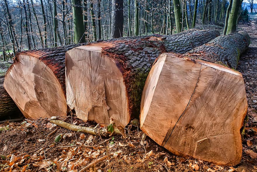 naturalesa, fusta, arbre, tribu, registre, serrada, M'agrada, estirat, potent, escorça, bosc