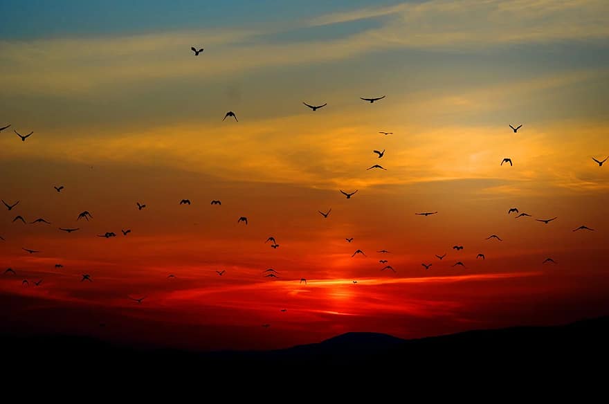 日没、鳥、飛行、空、カラフル、色、オレンジ、野生動物、自然、鮮やかな、見事な