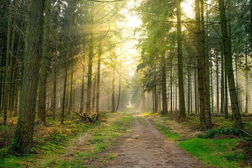 Bos, zon, schaduw, groen, geel, natuur, landschap, licht, zonlicht, zonnig, boom