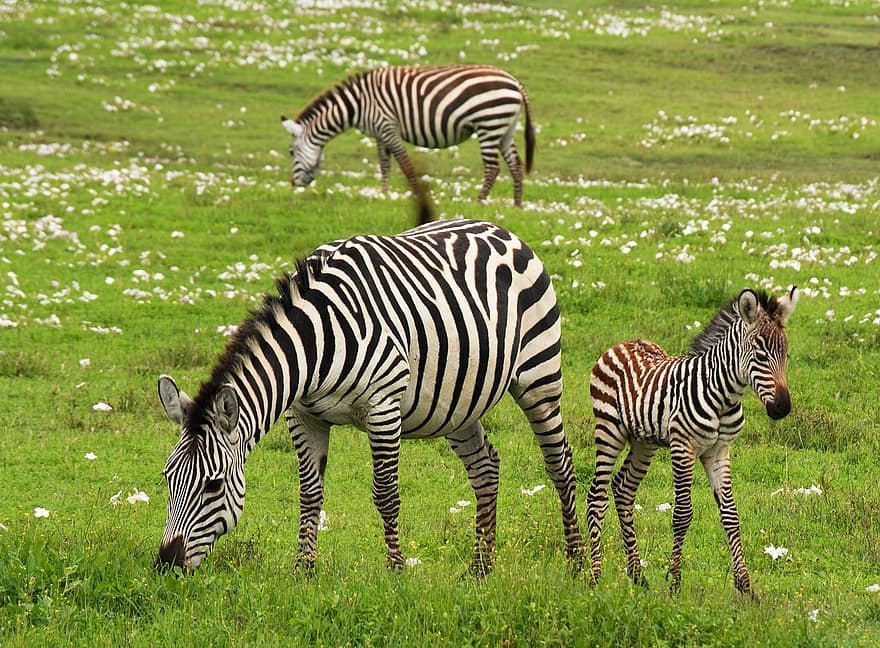 baba zebra, szafari, serengeti, tanzania, Afrika, zebra, vad, vadvilág, emlős, fiatal, csíkos