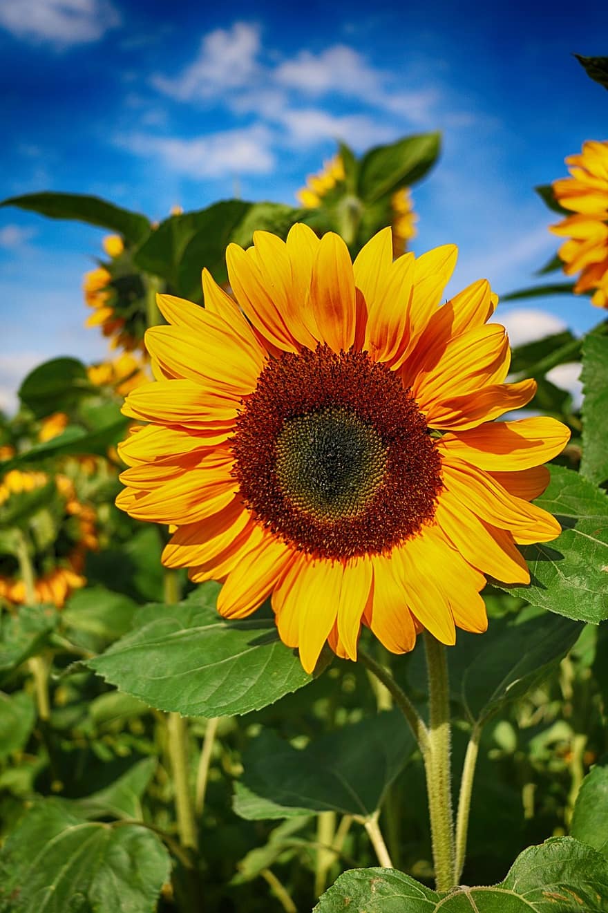 gira-sol, flor, florir, estiu, camp, groc, planta