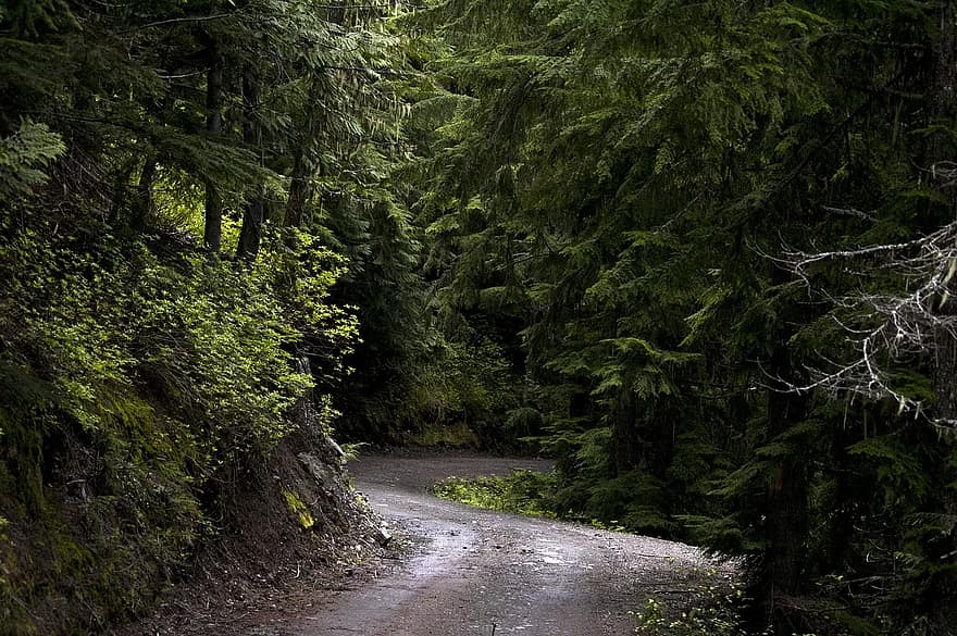 forest, trees, green, sunlight, road, path, travel, nature, environment, summer, leaf