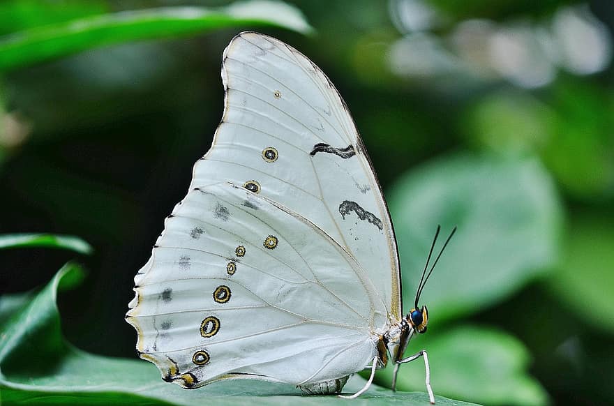 morfo, polifemo, mariposa, blanco, insecto, alas, fauna silvestre, tropical, macro