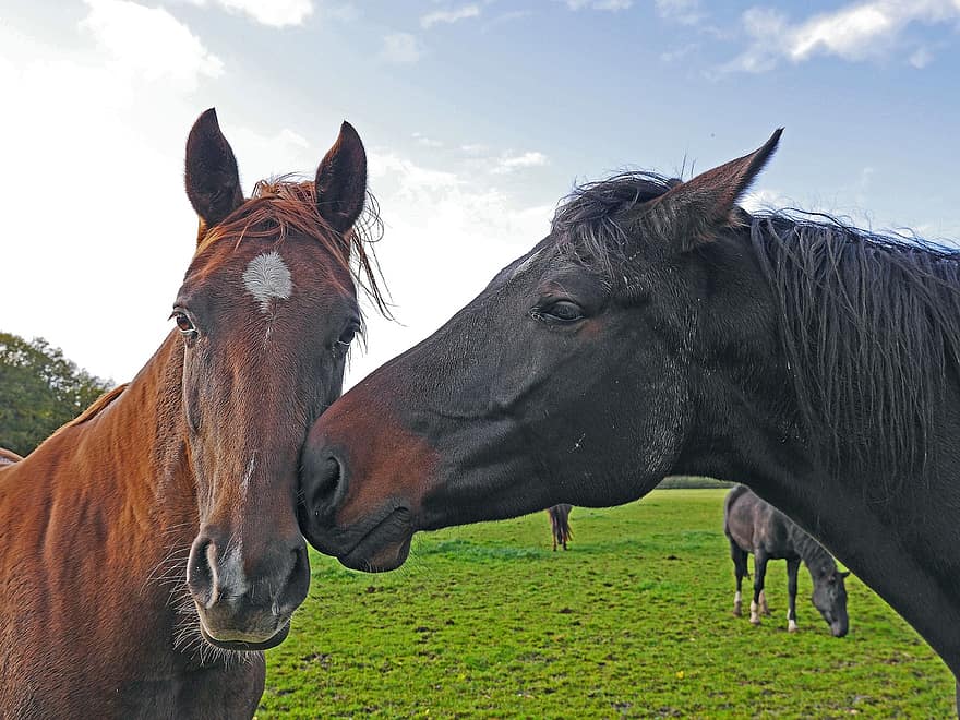 les chevaux, les têtes, marron, noir, couplage, pâturage, approche, portrait, tête de cheval, portrait d'animal, crinière