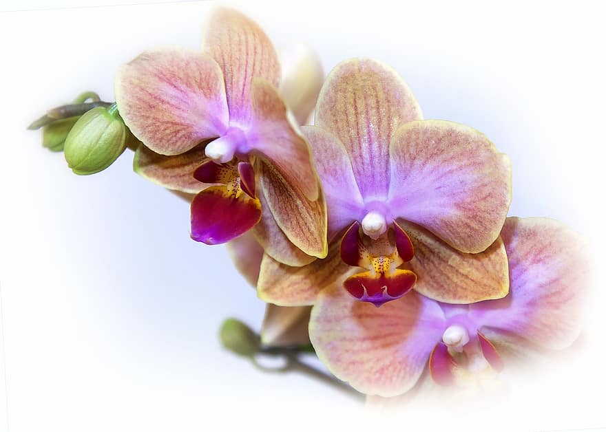 phalaenopsis, orhideja, zieds, zied, eksotiski, tropu, phalaenopsis orhideja, tauriņš orhideja, rozā, augu, balts