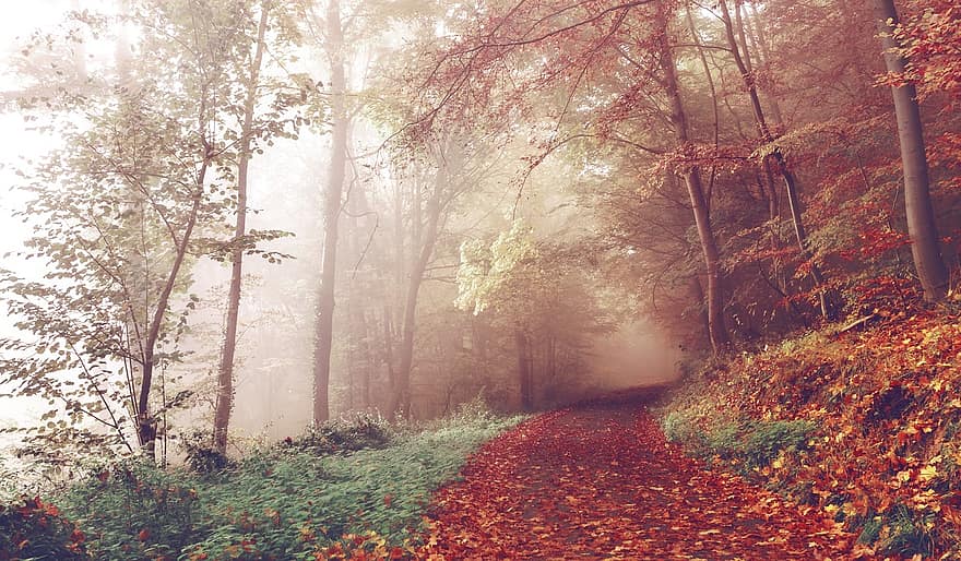 chemin, les bois, l'automne, sentier, forêt, des arbres, tomber, feuillage, Piste, la nature, paysage