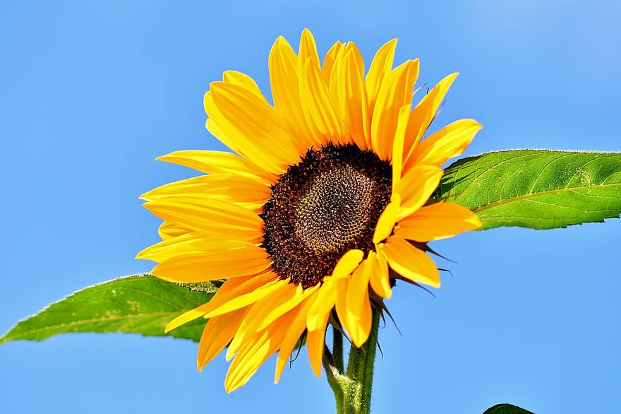 sunflower, flower, blossom, bloom, yellow, summer, petals, sunflower field, flora, nature, bright