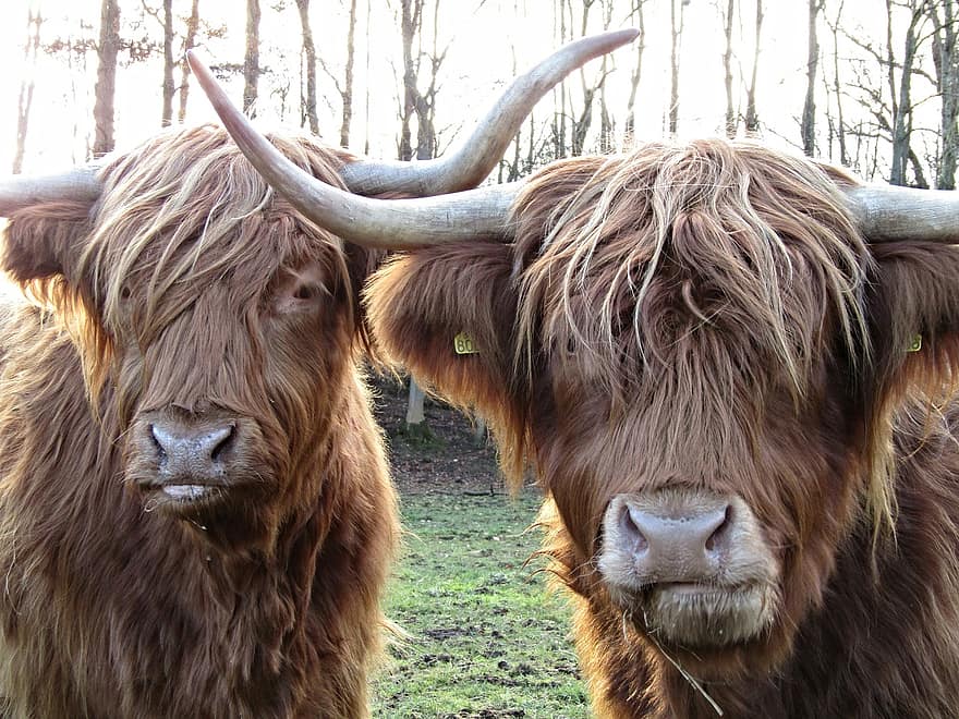 highland ko, kuttra, skottland, hårig, skotsk, nötkreatur, ko, högland, jordbruk, boskap, däggdjur