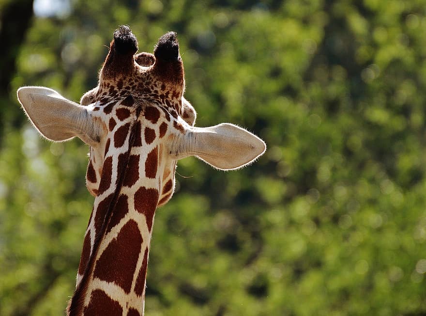 Giraffe, Zoo, Tier, Tierporträt, Tierpark Hellabrunn