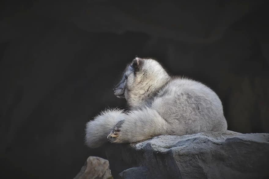 arctic fox, fuchs, wild animal, predator, white, white fox, white fur, animal, fur, zoo, tierpark hellabrunn