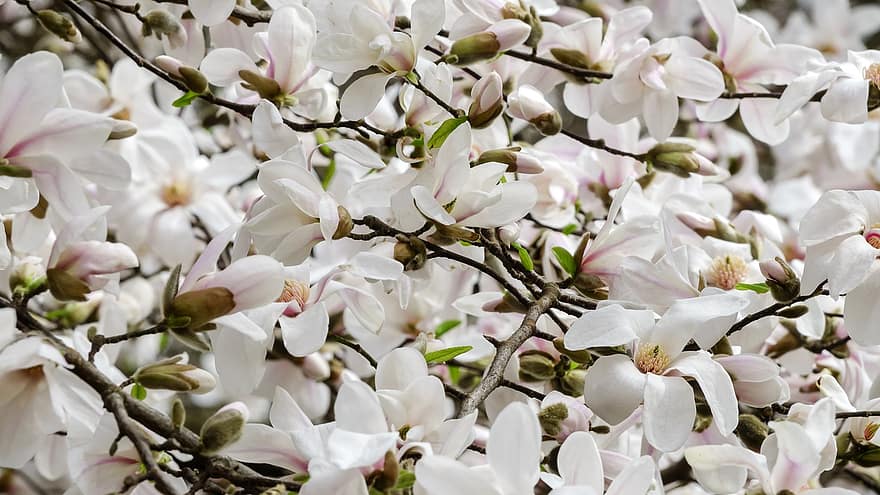 magnolia, color, flor, pétalos, blanco, arboles, naturaleza, plantas, viva, hermoso, diseño