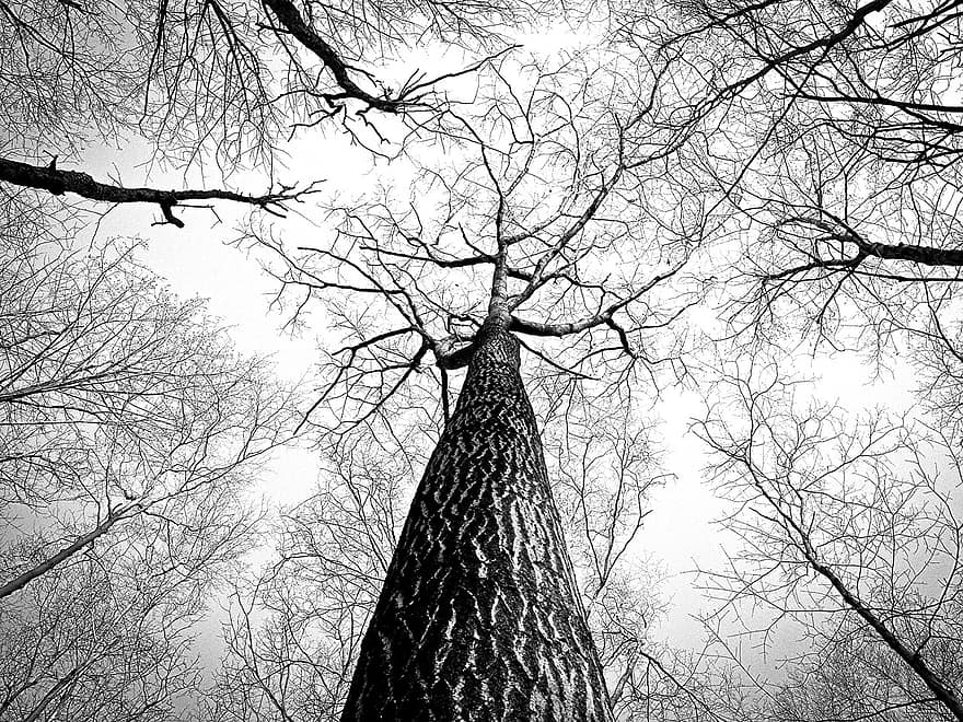 Geäst, Baum, Zweige, Borke, hoch, Bäume, Kofferraum, Wald, Natur