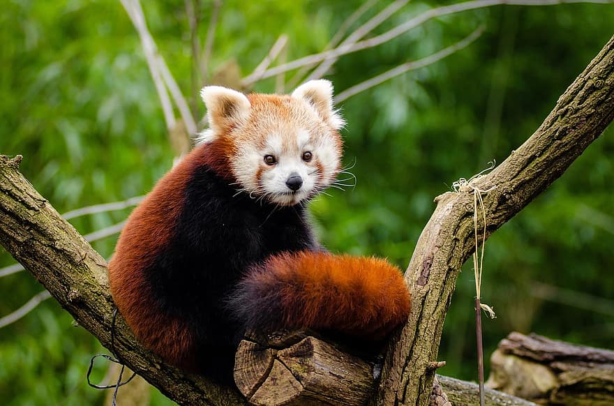 vörös panda, kis panda, aranyos, kíváncsi, emlős, veszélyeztetett hangon, hegymászó, mindenevő és növényevő, ailurus fulgens, eredet Ázsiában, terhesség 135 nap