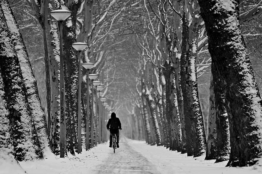 rijbaan, boom gevoerd, rij, winter, sneeuw, weg, fietser, perspectief, cool behang