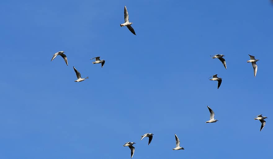 Möwen, Schwarm, Vögel, blauer Himmel, Sonne, Tiere, Vogelschwarm, Himmel, Vogel, fliegend, Wasservogel