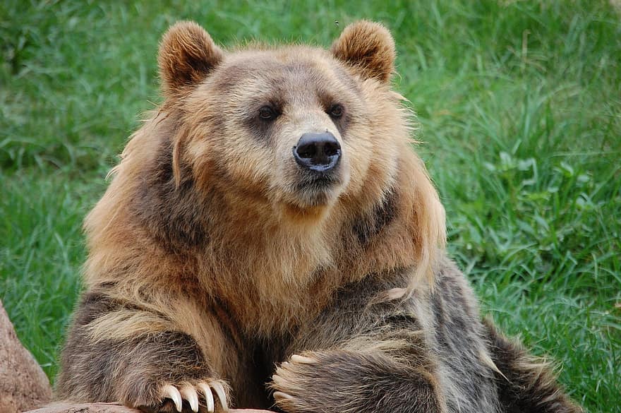 Björn, Zoo, päls, vilda djur och växter, djur-, vild, natur, däggdjur, huvud, bruna björnar, Brun björn