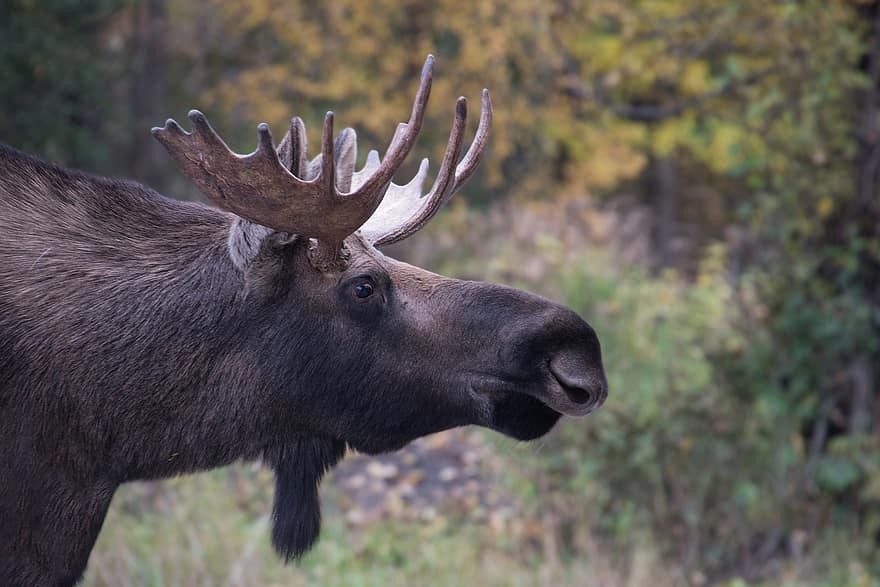 Stier Elch, Porträt, Nahansicht, Profil, Tierwelt, Landschaft, männlich, Spiel, Natur, Kopf, draußen