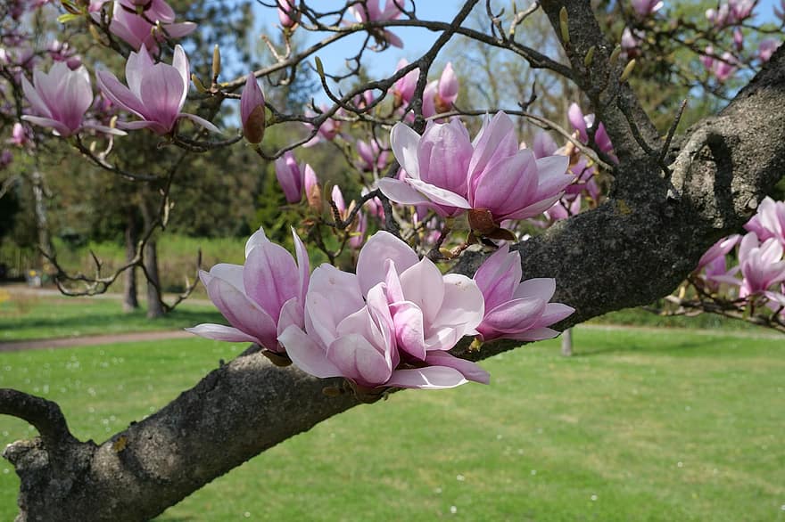 pohon, pohon magnolia, tulip magnolia, magnolia soulangeana, bunga-bunga, alam, taman, pertunjukan kebun, yulan magnolia, tanaman hias, hias