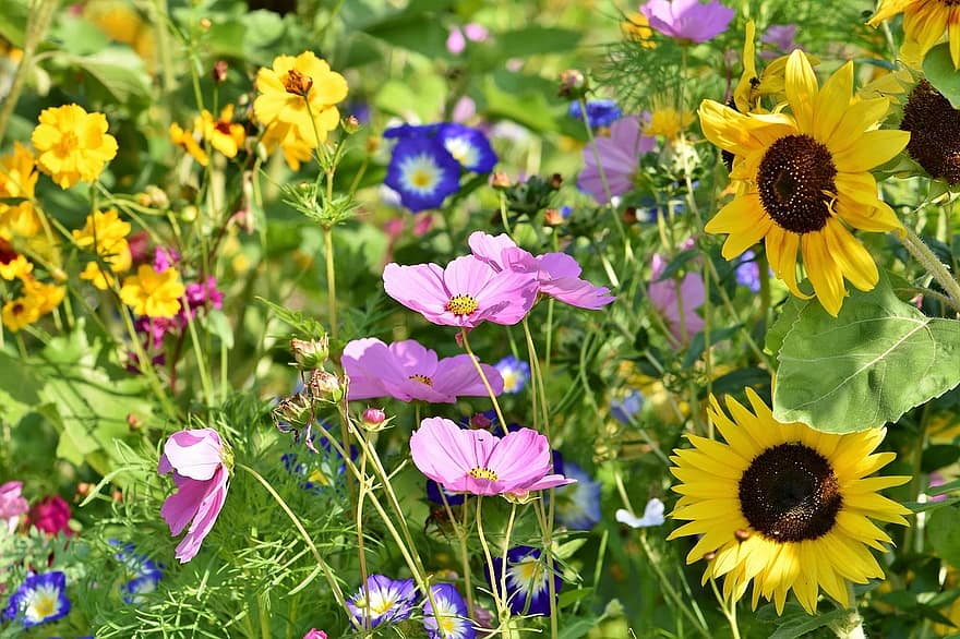 prado de flores, las flores, flores silvestres, floración, brillante, vistoso, flores de jardin, pétalos, jardín, prado