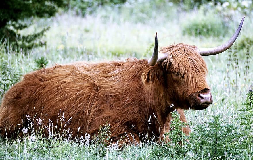 önskvärd, nötkött, boskap, skotsk hochlandrind, djur-, highland beef, natur, långhårig, highlands, horn, bete