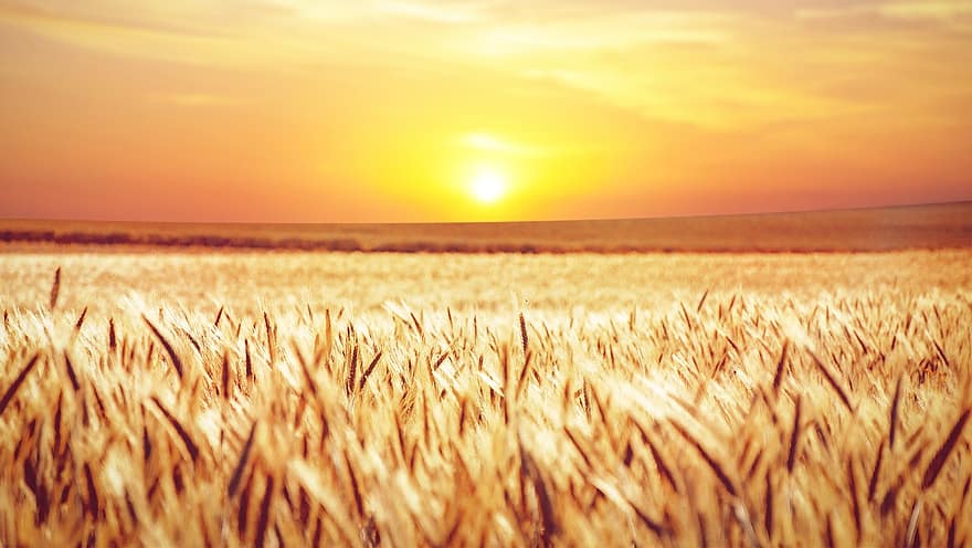 field, sunset, cornfield, grain, landscape, evening, sky, mood, weather mood, harvest