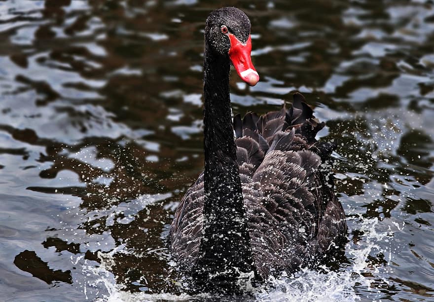 sēras gulbis, gulbis, melns, melns gulbis, putns, dzīvnieku, radījums, sugas, ūdeņos, raksturs, schwimmvogel