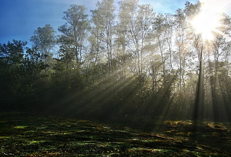 mist, zon, zonnestralen, boom, ochtend-, Bos, natuur, herfst, nevelig, vallen, mistig