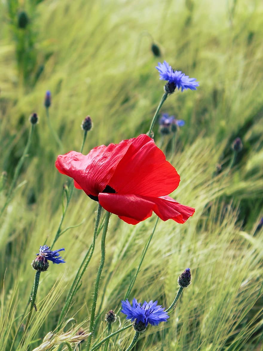 coquelicot, coquelicot rouge, Klatschmohn, rouge, champ de coquelicots, fleurs, Floraison, champ, fleur, Mohngewaechs, la nature