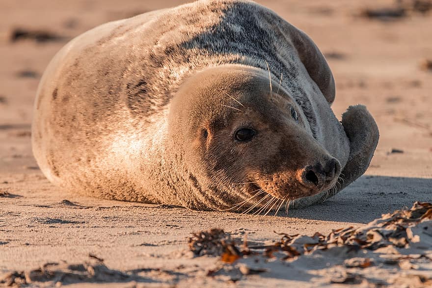 pilkasis plomba, robbe, halichoerus grypus, papludimys, kopa, helgoland, Šiaurės jūra, jūros sala, saloje, jūros, vanduo