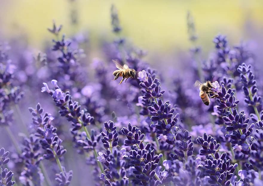 lavendel-, bi, sommar, lila, trädgård, nektar, sann lavendel, lavendel doft, bikupa, blommande lavendel, lavendelblommor