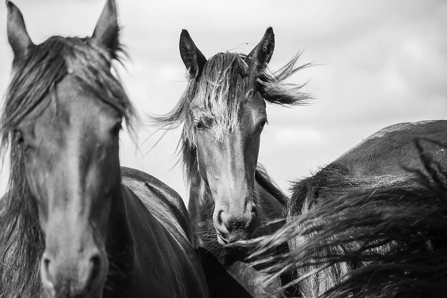 caballo, cabeza de caballo, caballo frisón, animal, caballos, animales, naturaleza, cabeza, lunas, suero, prado