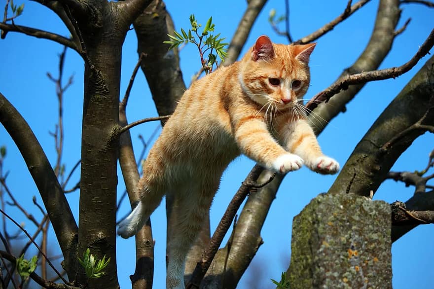 кішка, кошеня, міез, червона скумбрія таббі, рудий кіт, скумбрія, котяча дитина, домашня кішка, молода кішка, тигрова кішка