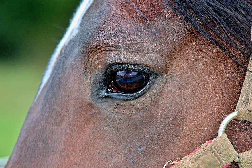 hest, øye, halter, hesthodet, hestøye, øyevipper, hode, brun, brun hest, nærbilde, dyr verden