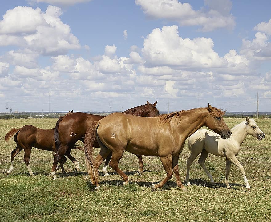 horses, mares, colts, equine, herd, animal, running, ranch, quarter horses, outdoors, venus