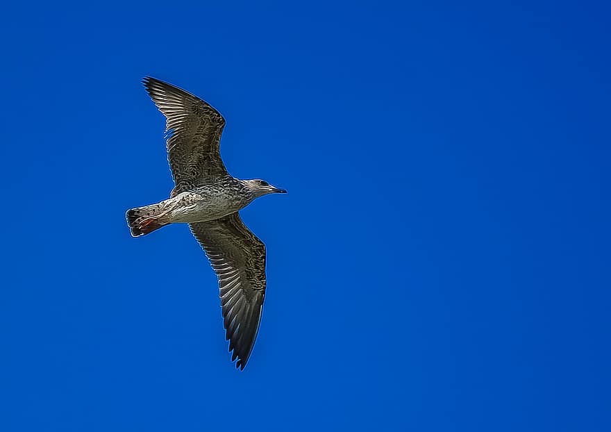 Möwe, Himmel, fliegen, Vogel, Natur, Blau, dom, Flügel, fliegend, Tierwelt, Wind